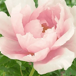 Пион Древовидный Light Pink