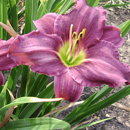 Лилейник Grape Velvet