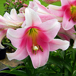 Лилия ЛО-гибрид Беллсонг НАБОР 2ШТ (2+2)