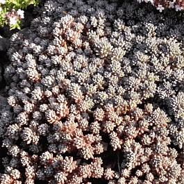 Очиток зибольда Glaucum