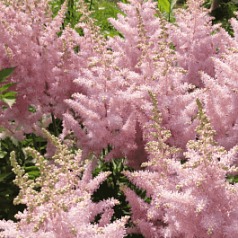 Астильба Creamy Pearls