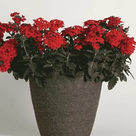 Вербена гибридная Compact Lava Red