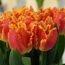 Тюльпан бахромчатый Джойнт Дивижн