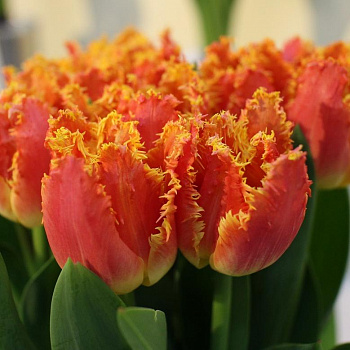 Тюльпан бахромчатый Джойнт Дивижн