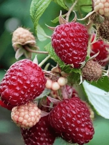 Малина обыкновенная Красная Королева