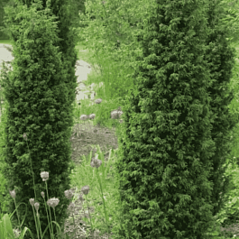 Можжевельник обыкновенный Suecica