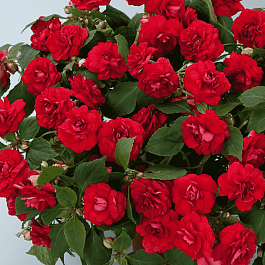 Бальзамин Валлера Musica Elegant Red