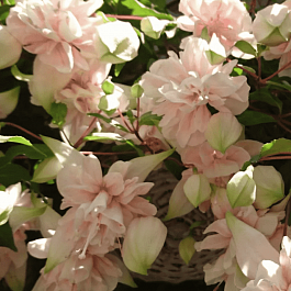 Фуксия ампельная Pink Marshmallow