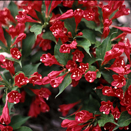 Вейгела цветущая Ред Принц