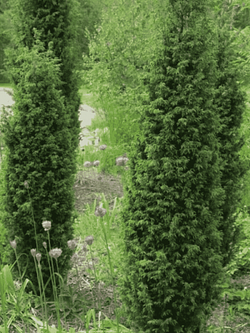 Можжевельник обыкновенный Suecica