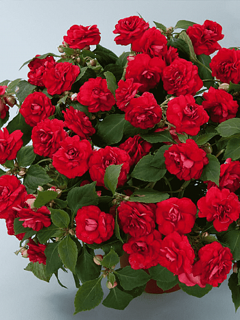 Бальзамин Валлера Musica Elegant Red