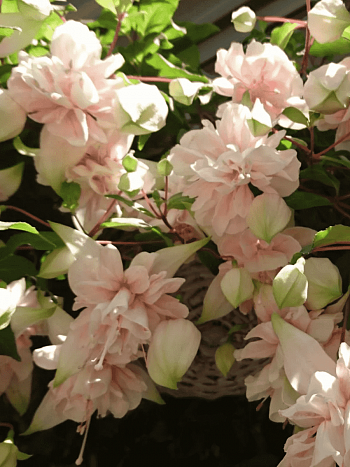 Фуксия ампельная Pink Marshmallow