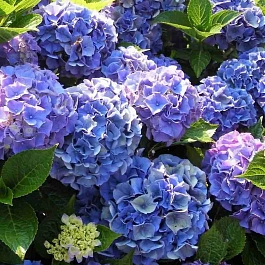 Гортензия крупнолистная Bouquet Rose