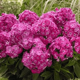 Флокс метельчатый Bambini Sweet Tart