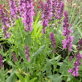 Шалфей дубравный Synchro Pink