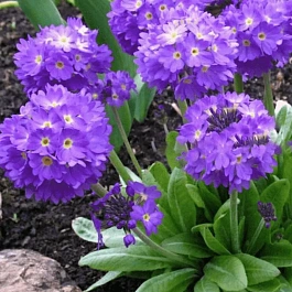 Примула мелкозубчатая Cashmeriana