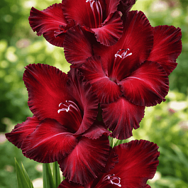 Гладиолус Black Surprise