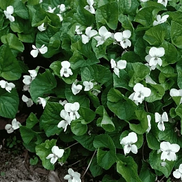 Фиалка сестринская Albiflora