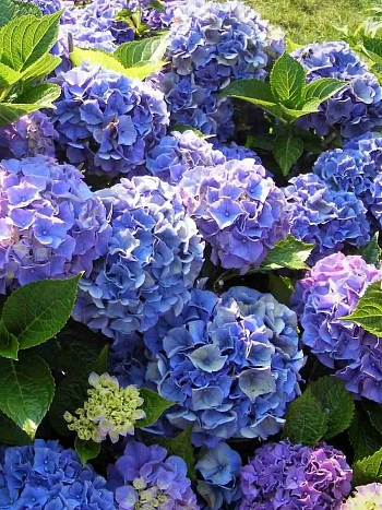 Гортензия крупнолистная Bouquet Rose