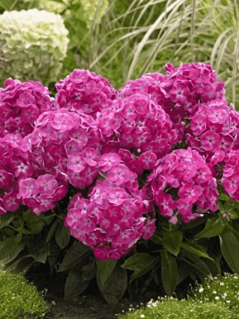 Флокс метельчатый Bambini Sweet Tart