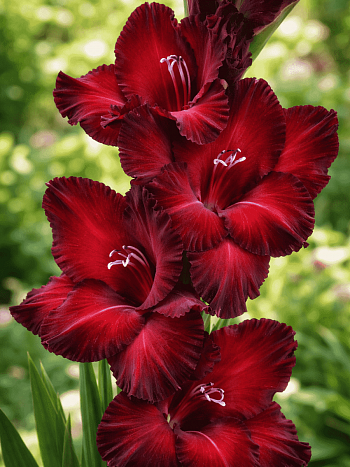 Гладиолус Black Surprise