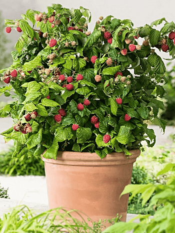 Малина карликовая Groovy