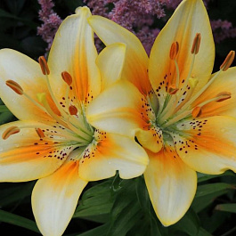 Лилия азиатская Луксор