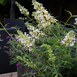 Буддлея Давида Сноу Вайт (Патио)