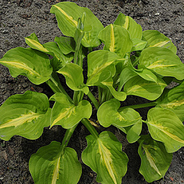 Хоста гибридная Манго Танго