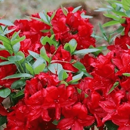 Азалия крупноцветковая Nabucco