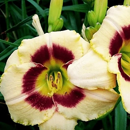 Лилейник Custard Candy