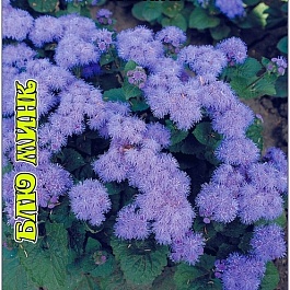 Агератум Blue Pink