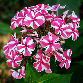 Флокс метельчатый Спиннерс Флокс метельчатый Спиннерс