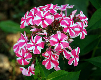 Флокс метельчатый Спиннерс