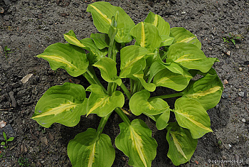 Хоста гибридная Манго Танго