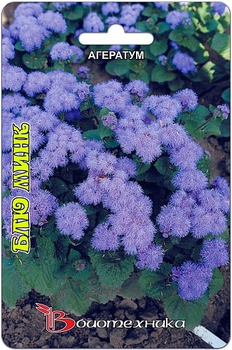 Агератум Blue Pink
