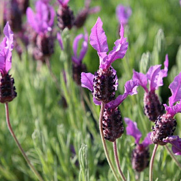 Лаванда широколистная Педункулата