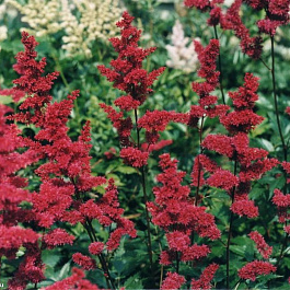 Астильба Арендса Фанал