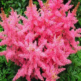 Астильба гибридная Younique Pink
