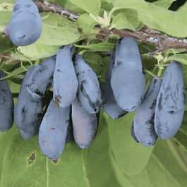 Жимолость плодовая Бакчарская Юбилейная