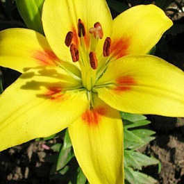 Лилия азиатская Джайв