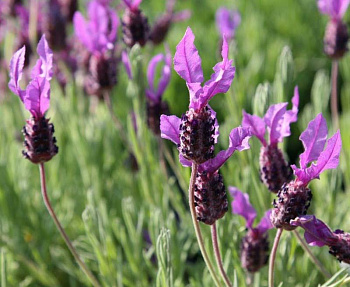 Лаванда широколистная Педункулата