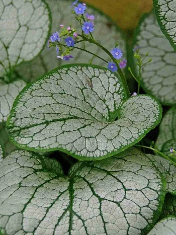 Бруннера крупнолистная Silver Spear