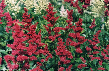 Астильба Арендса Фанал