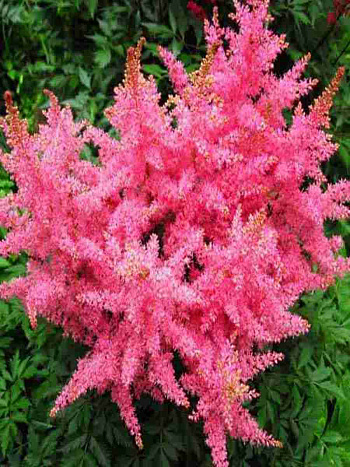 Астильба гибридная Younique Pink