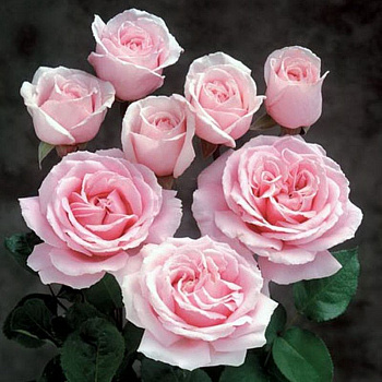 Роза чайно-гибридная Фредерик Мистраль (Rose Frederic Mistral)