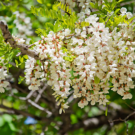 Акация белая (Робиния)