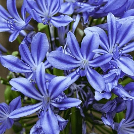 Агапантус африканский