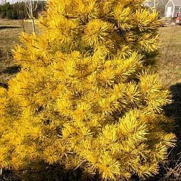 Сосна Aurea