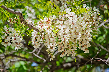Акация белая (Робиния)